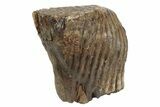 Fossil Woolly Mammoth Molar - Siberia #235034-2